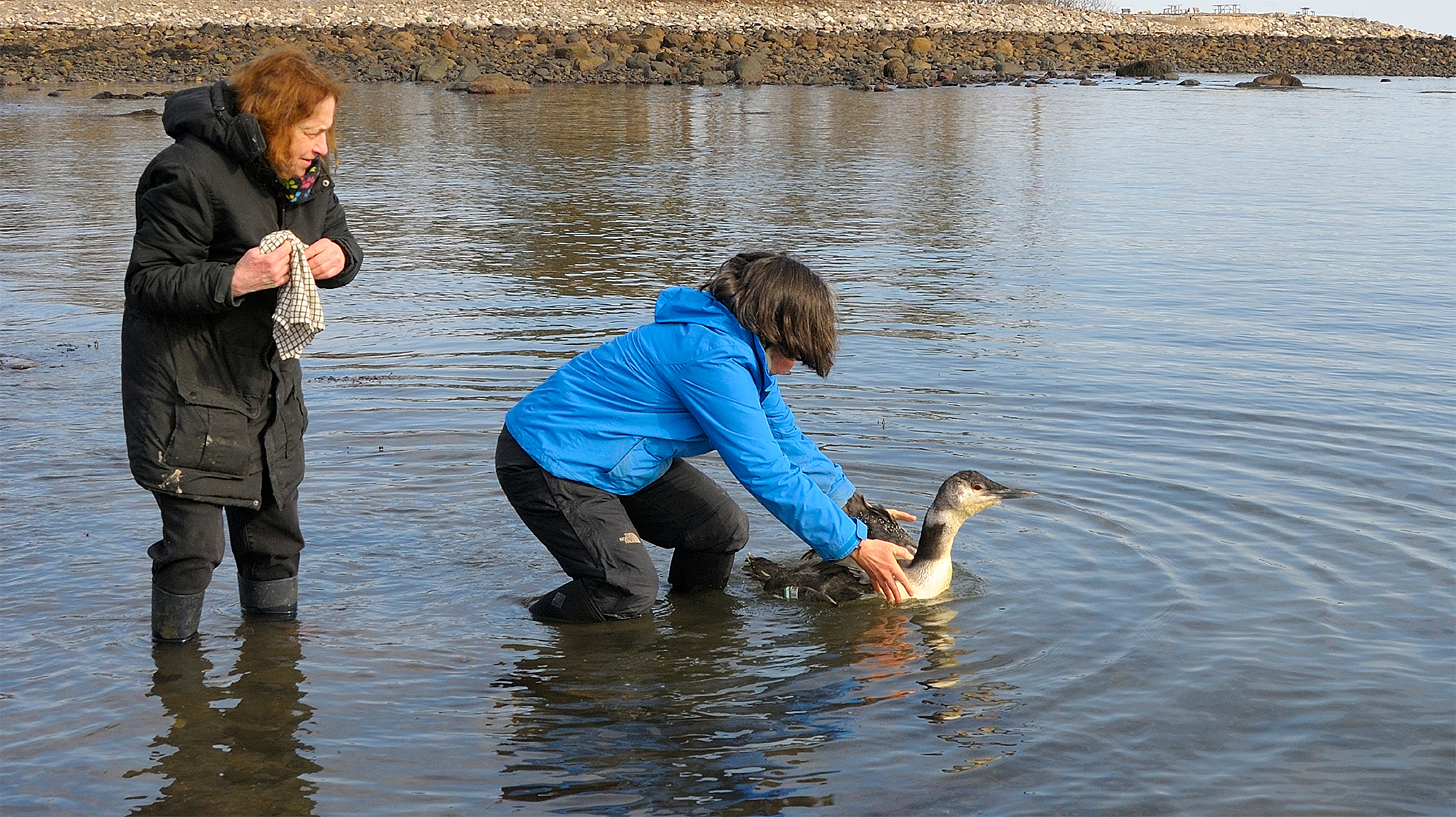 Releasing saved loons