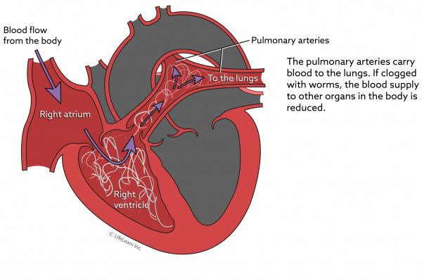 heartwormdisease_chambers_with_worms_updated2017-01