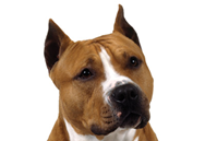 American Staffordshire Terrier dog breed picture