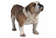 Bulldog dog breed picture