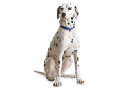 Dalmatian dog breed picture