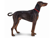 Doberman Pinscher dog breed picture