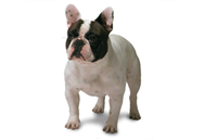 French Bulldog dog breed picture