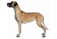 Great Dane dog breed picture
