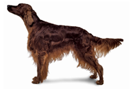 Irish Setter dog breed picture