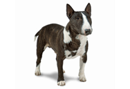 Miniature Bull Terrier dog breed picture