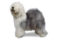 Old English Sheepdog dog breed picture