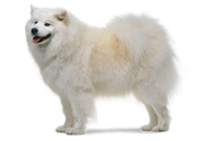Samoyed dog breed picture