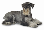 Standard Schnauzer dog breed picture